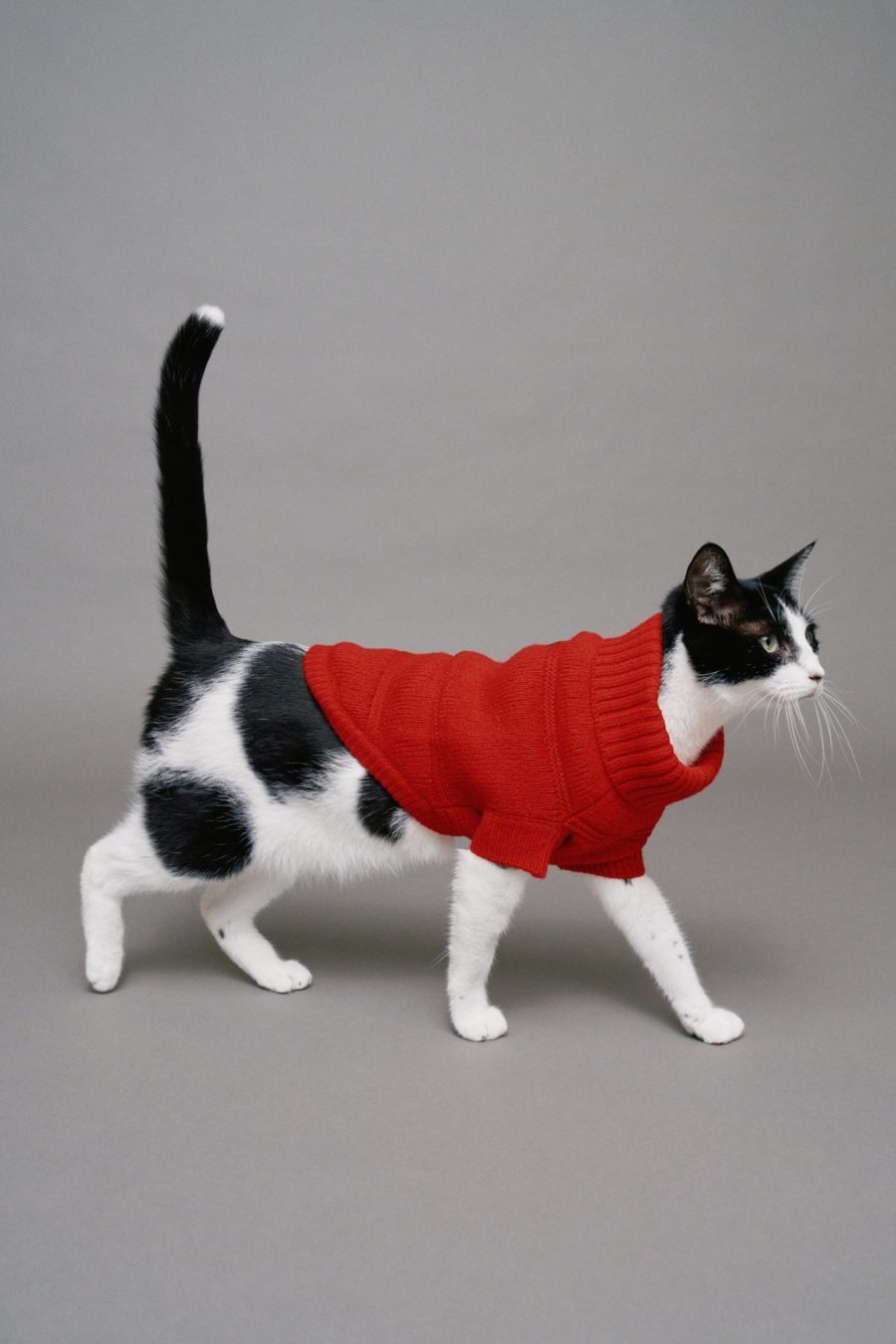 CAMISOLA DE MALHA PET