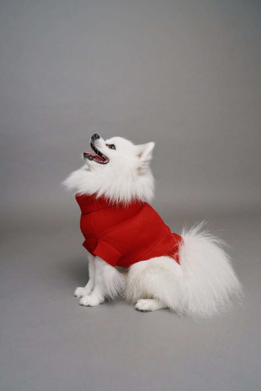 CAMISOLA DE MALHA PET
