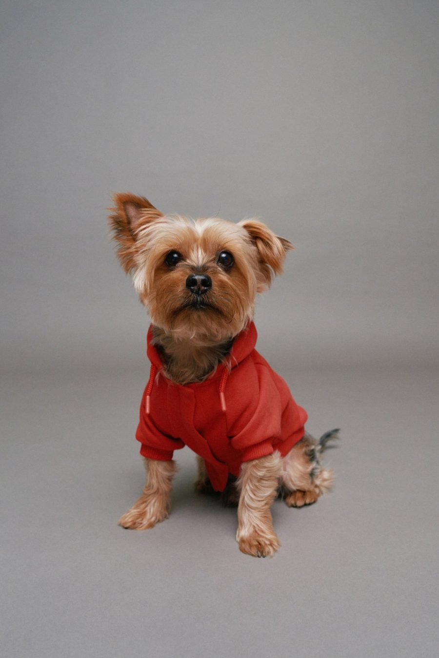 HOODIE PET
