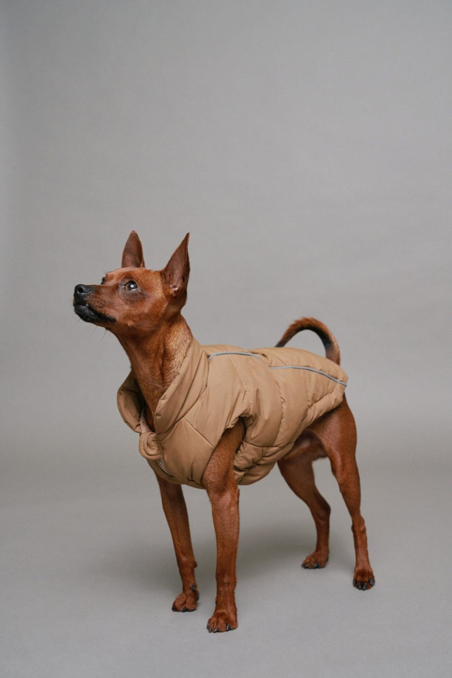 CASACO IMPERMEÁVEL PET