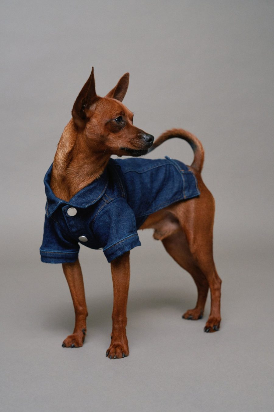 CASACO DENIM PET