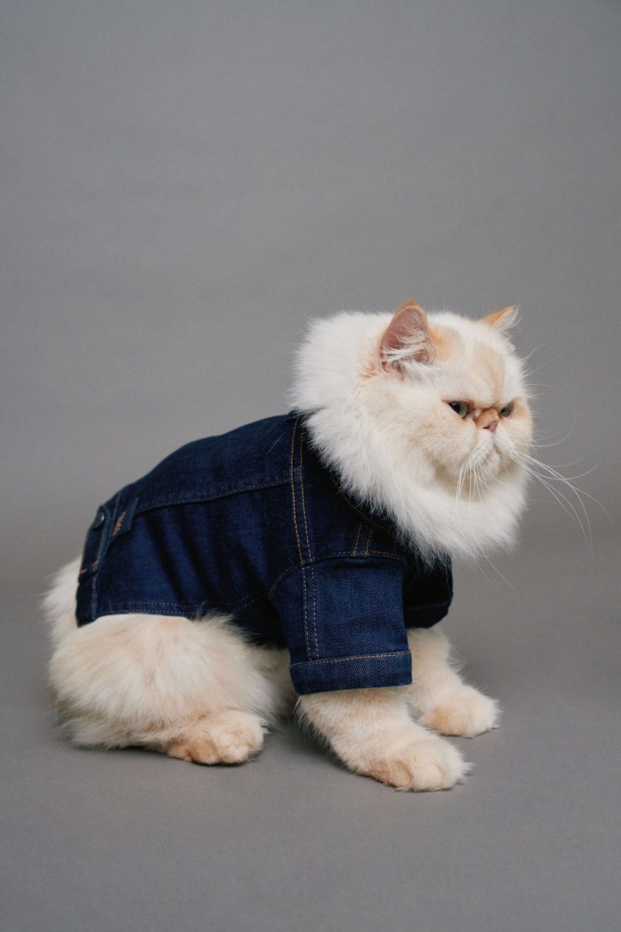 CASACO DENIM PET